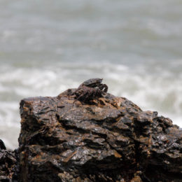 crabe sur un rocher